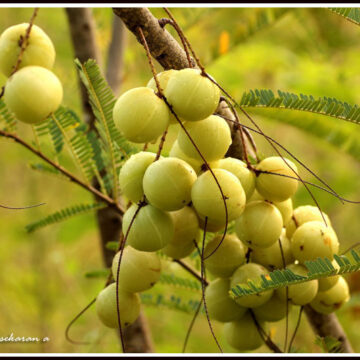 amla tree, Indian gooseberry, Phyllanthus emblica, medicinal plant, Ayurveda, herbal remedies, natural healing, fruit-bearing tree, gooseberry cluster, green fruits, traditional medicine, vitamin C, health benefits, herbal nutrition, superfood, sacred tree, spiritual significance, Aamlki Ekadashi, nature photography, tropical tree, botany